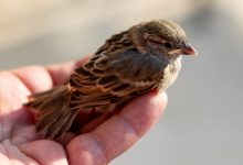 Dreaming of an Animal Attack: Feelings of Threat or Danger